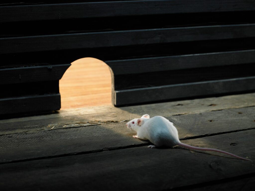 rodent control